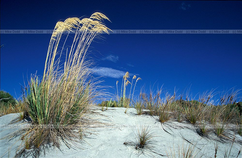 Cortanderia Haast dunes