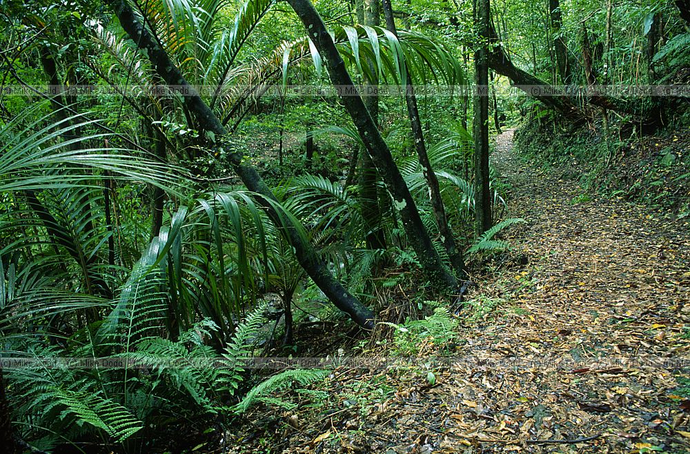 Nikau palm in forest Aorere