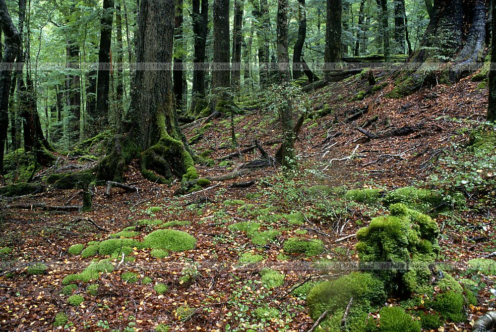 Nothofagus forest interior Te Anau