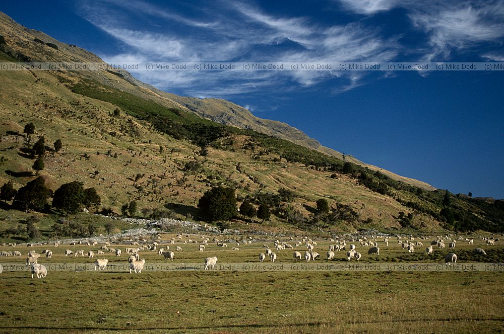 sheep near Haast pass