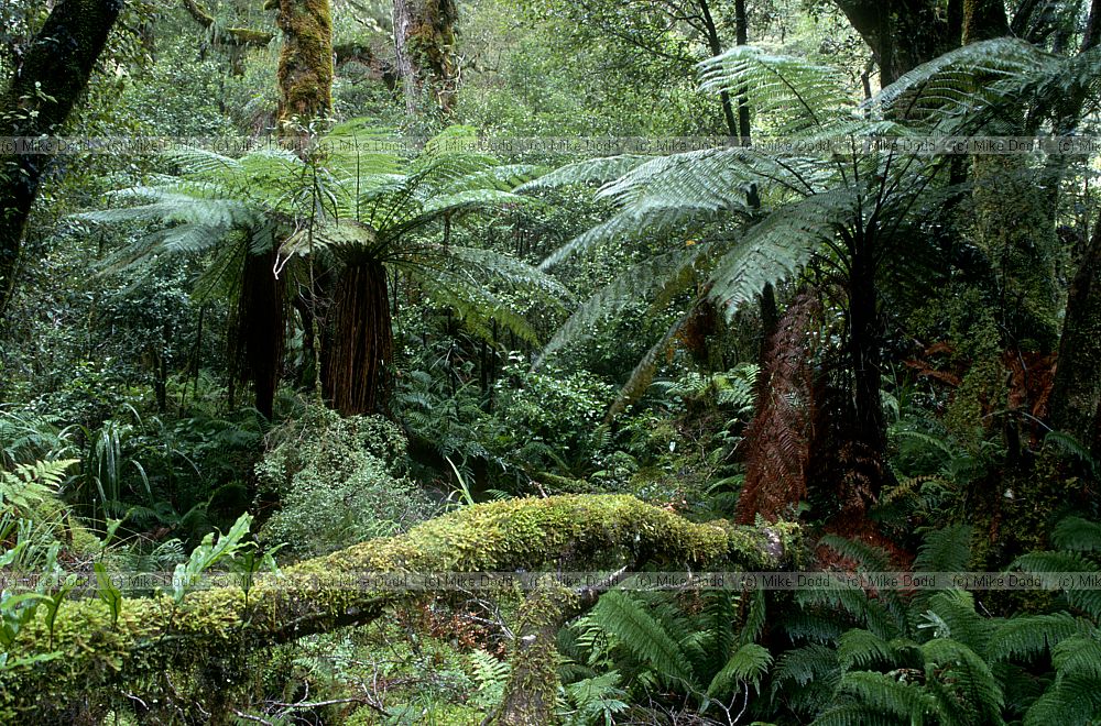 Tree ferns Milford Sound