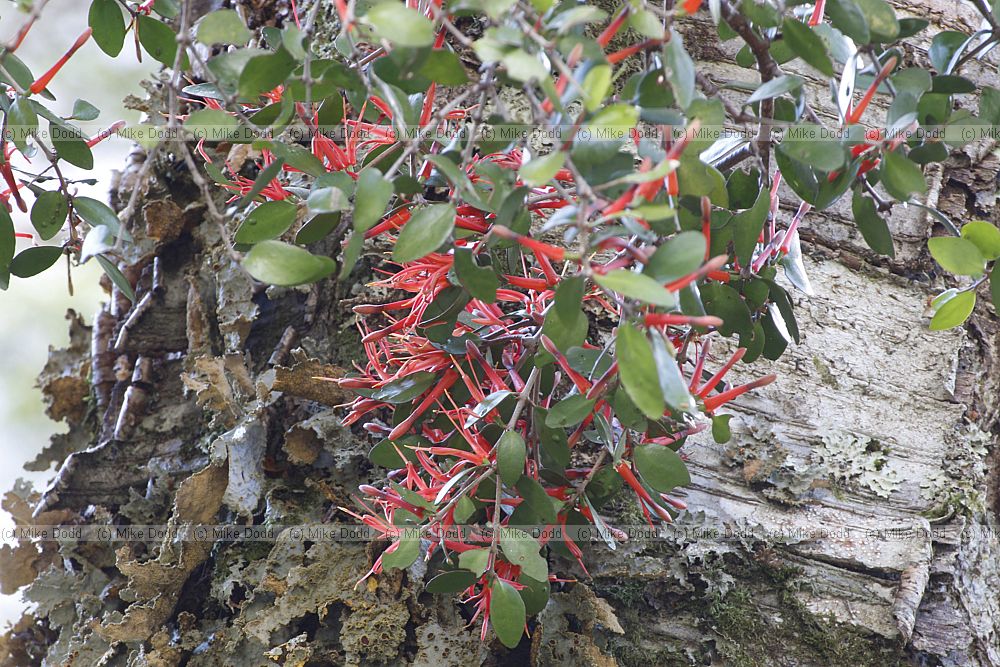 Peraxilla colensoi Mistletoe