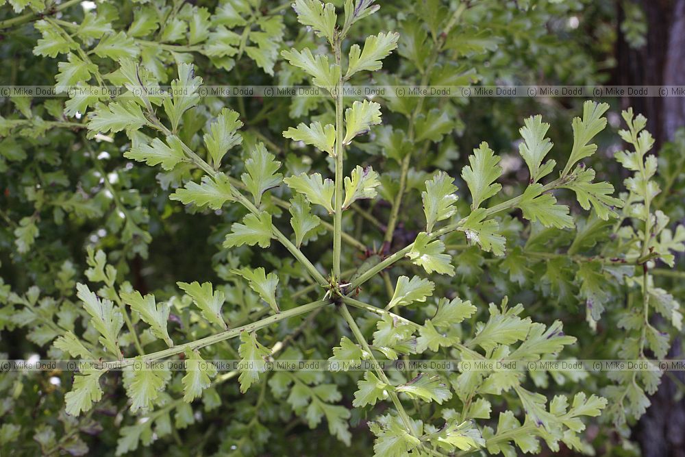 Phyllocladus trichomanoides Celery pine or Tanekaha
