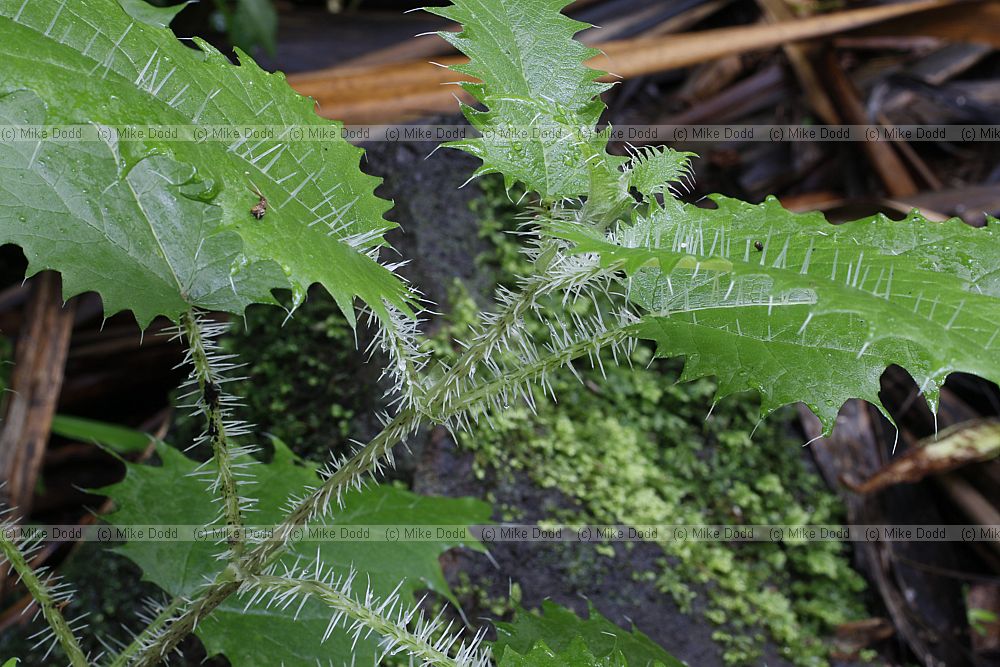 Urtica ferox ongaonga or tree nettle