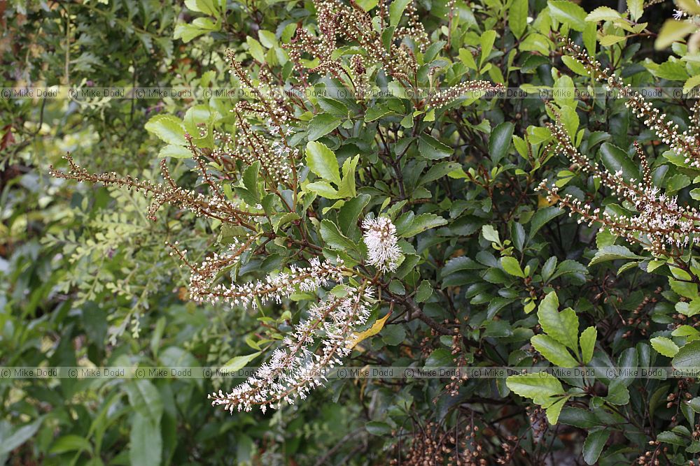 Weinmannia racemosa Kamahi