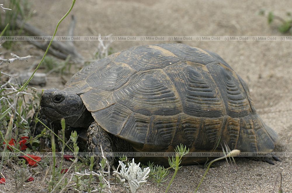 Tortoise