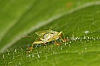 Acanthosoma haemorrhoidale Hawthorn shieldbug