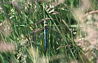 Anax imperator Emperor dragonfly