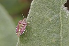 Hairy shieldbug Dolycoris baccarum