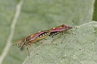 Hairy shieldbug Dolycoris baccarum
