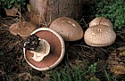 Agaricus langei Scaly wood mushroom