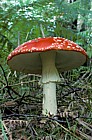 Amanita muscaria  Fly agaric