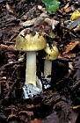 Amanita phalloides Death cap
