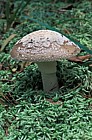 Amanita spissa Grey spotted Amanita