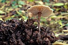 Baeospora myosura Conifer cone cap