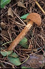 Battarea phalloides Sandy Stiltball