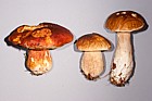 Boletus edulis and Boletus pinophilus