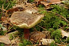 Boletus chrysenteron Red cracking boletus