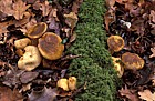 Boletus parasitica syn Pseudoboletus parasiticus Parasitic bolete