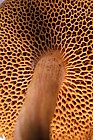 Boletus piperatus syn Chalciporus piperatus Peppery Bolete