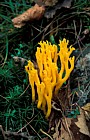 Calocera viscosa Yellow stagshorn