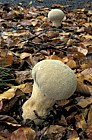 Calvatia excipuliformis syn Handkea excipuliformis Pestle puffball