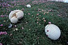 Calvatia utriformis syn Handkea utriformis Mosaic puffball
