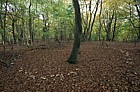 Clitocybe nebularis Clouded Agaric