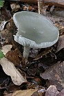 Clitocybe odora Aniseed funnel