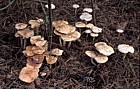 Collybia maculata Spotted Tough-shank