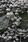 Coprinus disseminatus Fairy inkcap or Trooping crumble cap