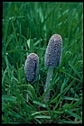 Coprinus lagopus Hare'sfoot Inkcap