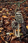 Coprinus picaceus Magpie ink cap