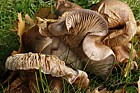 Cortinarius purpurascens(?) Bruising webcap horribly deformed
