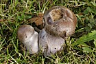 Cortinarius purpurascens(?) Bruising webcap horribly deformed