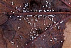 Dasyscyphus ciliaris