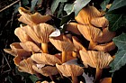 Flammulina velutipes Velvet Shank