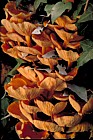 Flammulina velutipes Velvet Shank