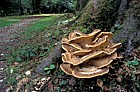 Grifola gigantea syn Meripilus giganteus Giant Polypore