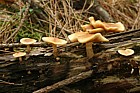 Gymnopilus penetrans Common rustgill