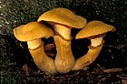Gymnopilus junonius syn Pholiota spectabilis var. junonia Spectacular Rustgill