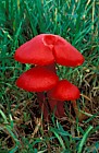Hygrocybe coccinea Scarlet hood Scarlet waxcap