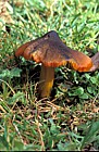 Hygrocybe conica Blackening waxcap