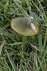 Hygrocybe psittacina Parrot waxcap