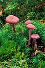 Laccaria amethystina Amethyst deceiver