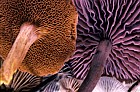 Laccaria amethystina Boletus piperatus