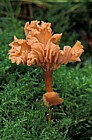 Laccaria laccata Deceiver