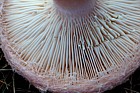 Lactarius torminosus Woolly milkcap