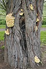 Laetiporus sulphureus Chicken of the woods on Willow