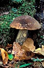 Leccinium scabrum Brown birch bolete